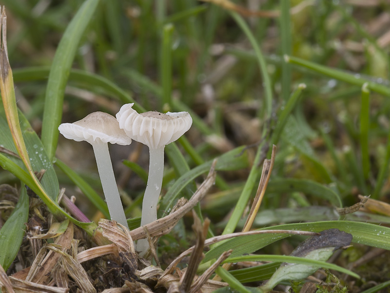 Hemimycena mairei